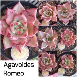 Echeveria agavoides 'Romeo'