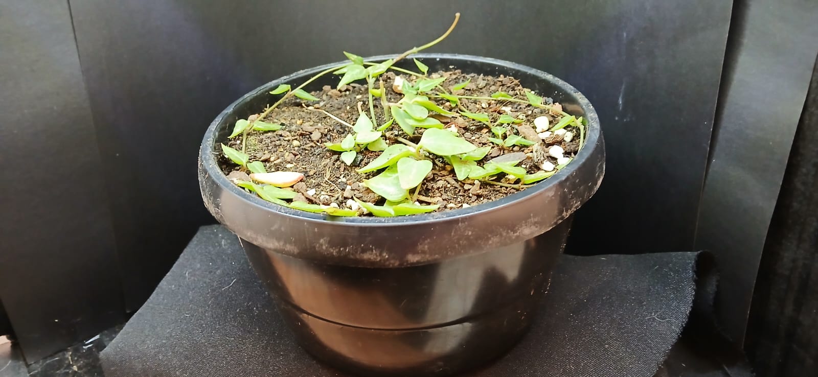 thumbnail image 2 of String Of Arrows Plant - Ceropegia Woodii - Bare Root, Live Houseplant - Pet Safe, Air Purifying 2 of 3