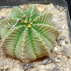 Euphorbia melaformis