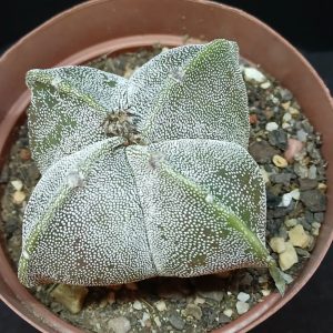 Astrophytum myriostigma var. quadricostatum