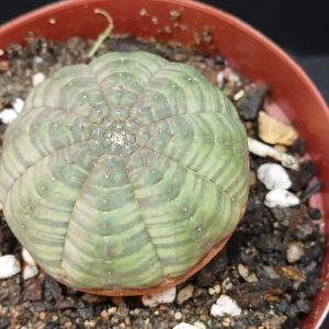 Euphorbia semetrica