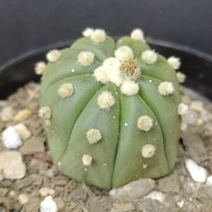 Astrophytum Asterias sp.