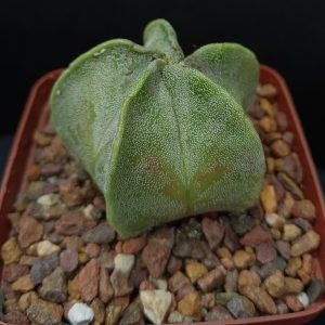 Astrophytum myriostigma