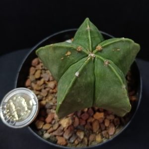 Astrophytum mariostigma var. nadum