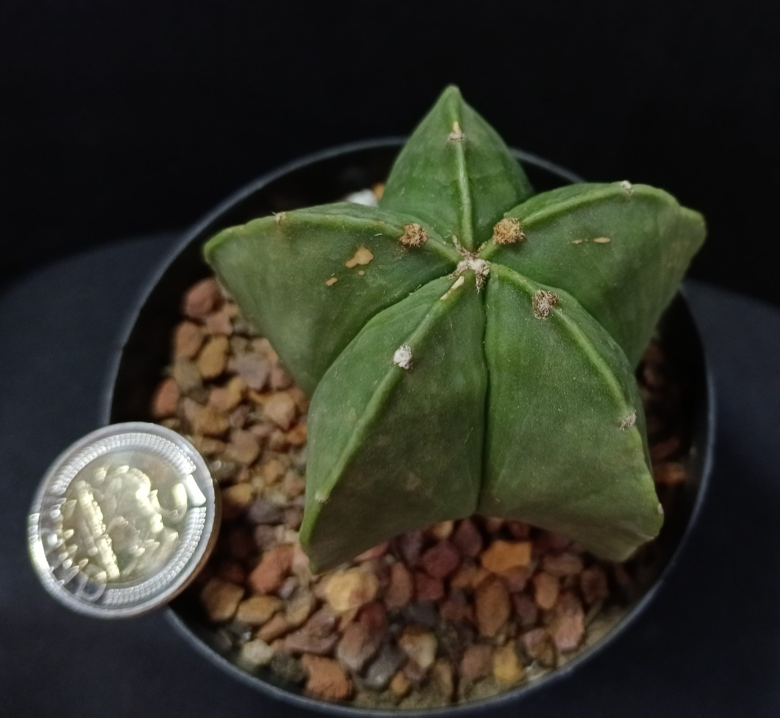 Astrophytum mariostigma var. nadum