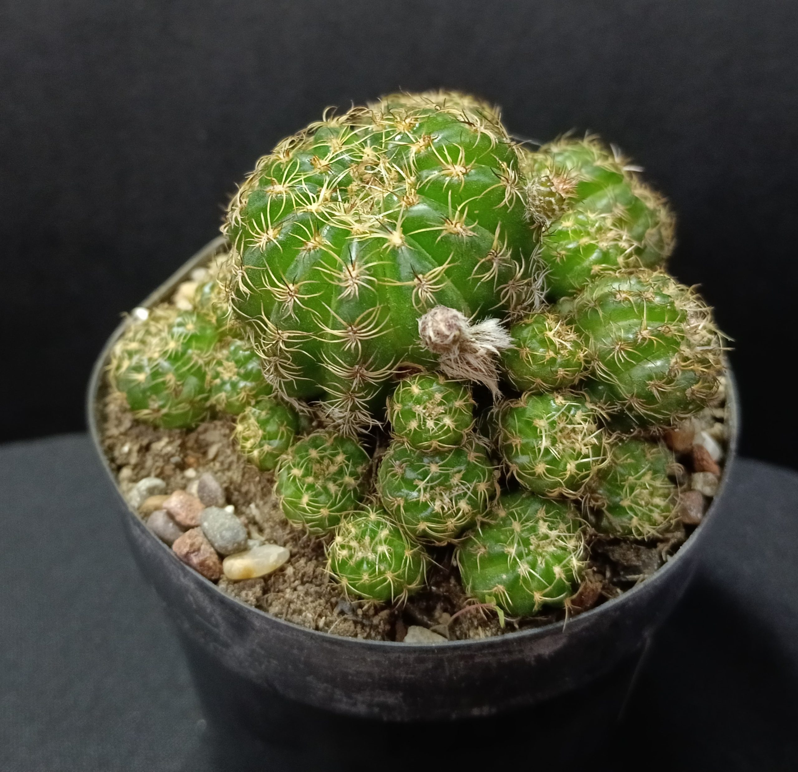 Matucana polzii