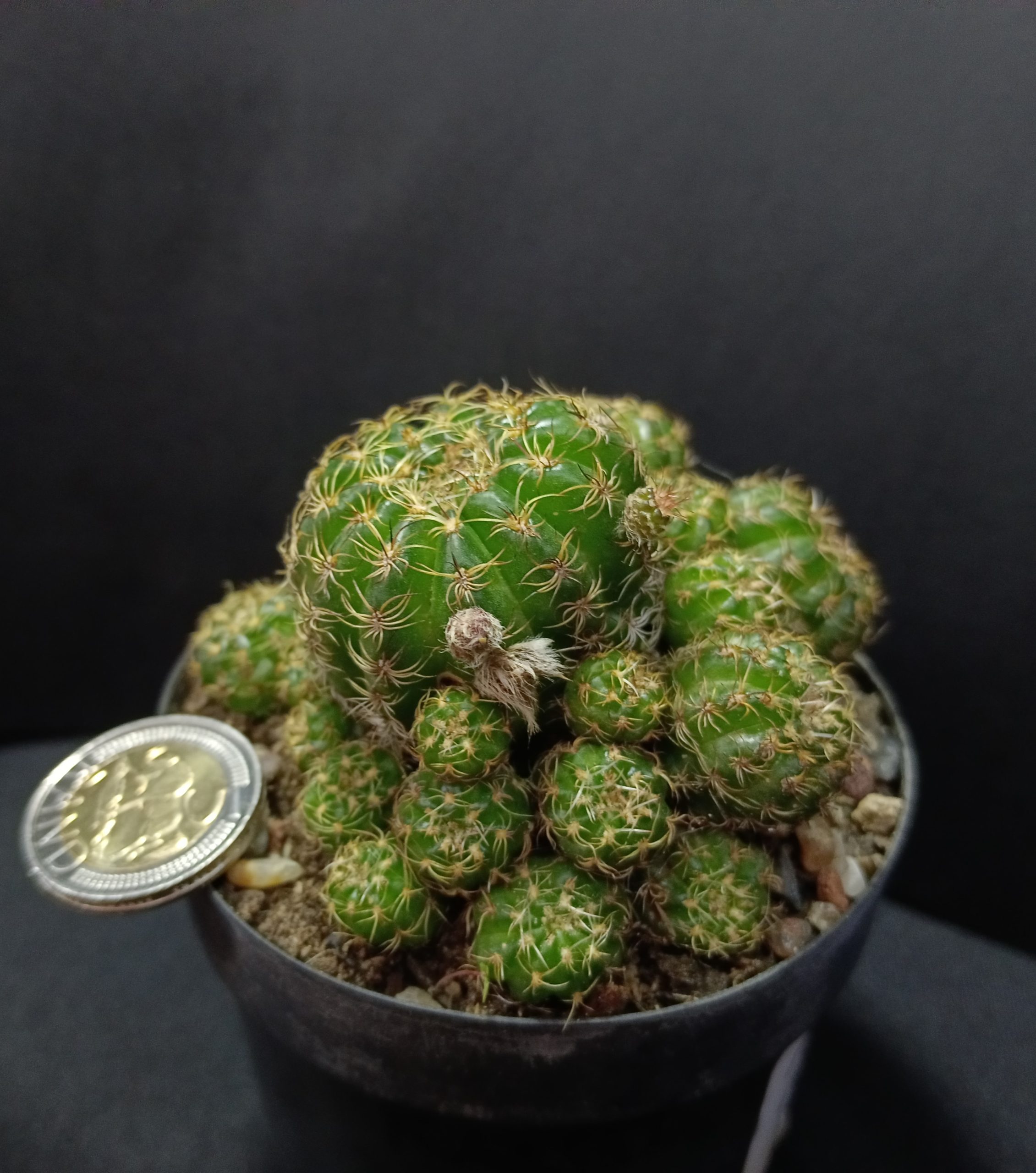 Matucana polzii - Image 2