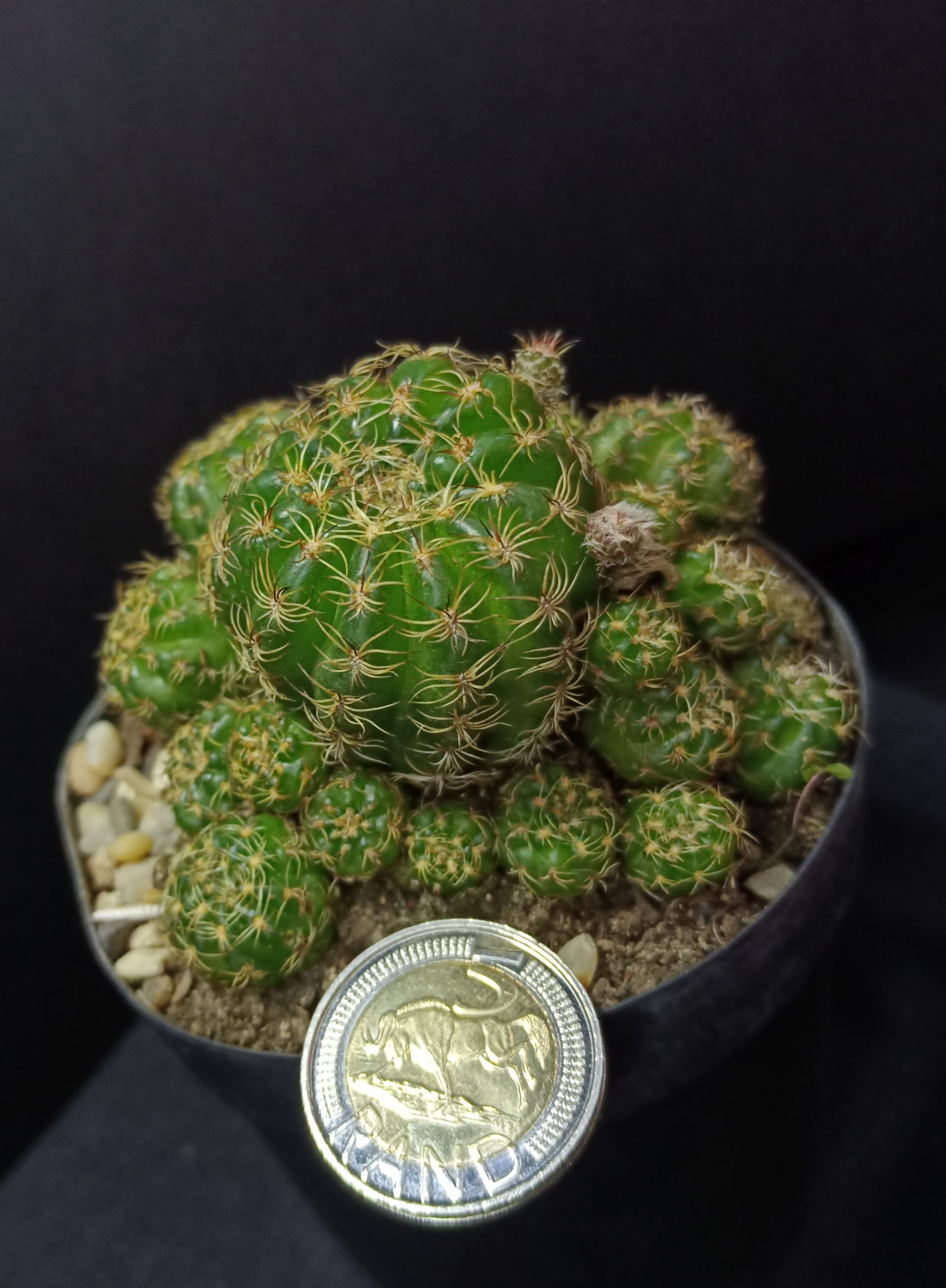 Matucana polzii - Image 3