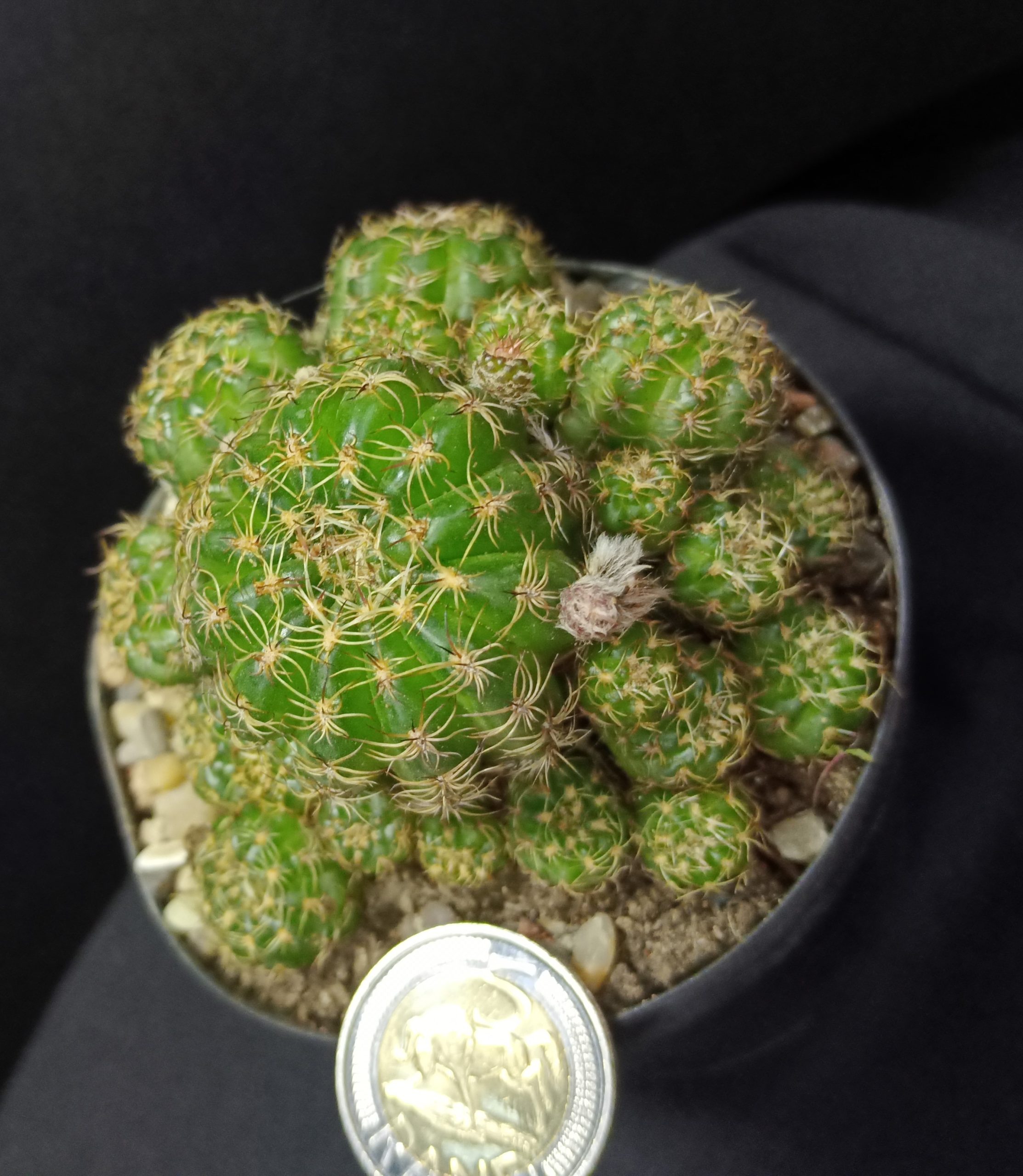 Matucana polzii - Image 4