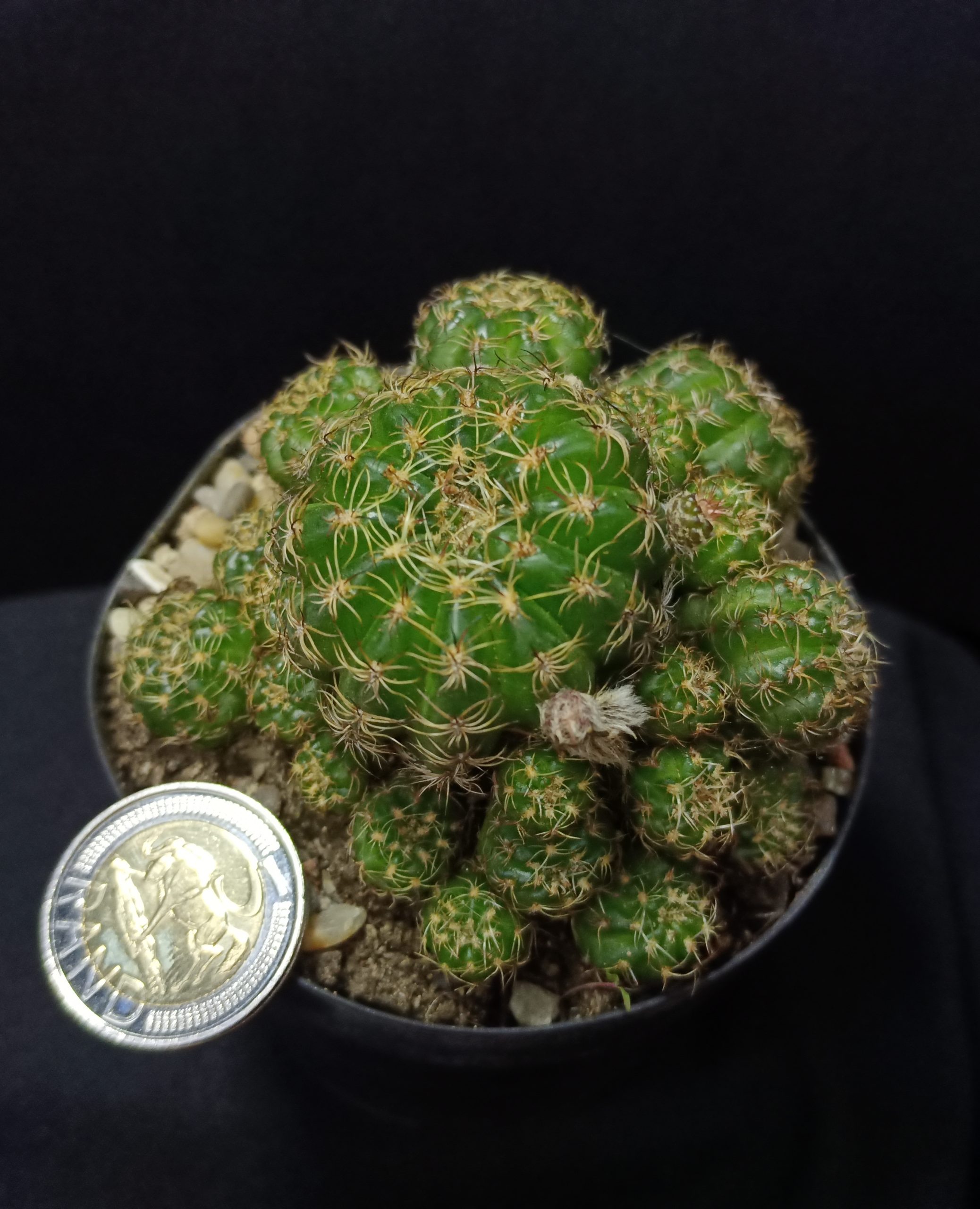 Matucana polzii - Image 5