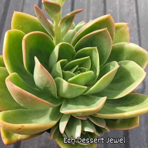 Echeveria Dessert Jewel