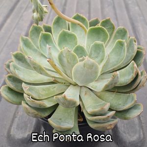 Echeveria Ponta Rosa