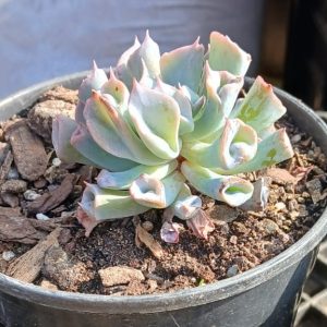 Echeveria Trumpets Pinky